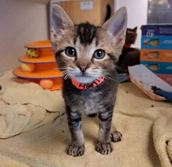 Arnie -  Domestic Short Hair Cat for Adoption in Oakland, California - Arnie | PetCurious