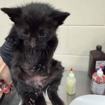 Chris -  Domestic Short Hair Cat for Adoption in Reno, Nevada - Chris | PetCurious