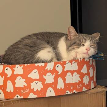 Sylvie -  Domestic Short Hair Cat for Adoption in Honeoye, New York - Sylvie | PetCurious