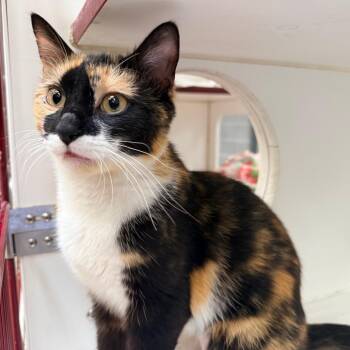Domestic Short Hair Cats Available for Adoption in Cheyenne, Wyoming - Esmeralda | PetCurious