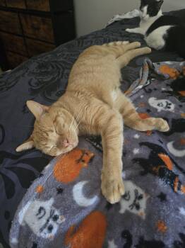 Alfie -  Domestic Short Hair and Tabby Cat for Adoption in Harrisburg, Pennsylvania - Alfie | PetCurious