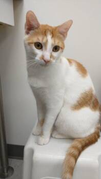 Theo (+ Russell) -  Domestic Short Hair Cat for Adoption in Richmond Hill, Ontario - Theo (+ Russell) | PetCurious