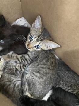 MOLLY -  Domestic Short Hair Cat for Adoption in Dallas, Texas - MOLLY | PetCurious