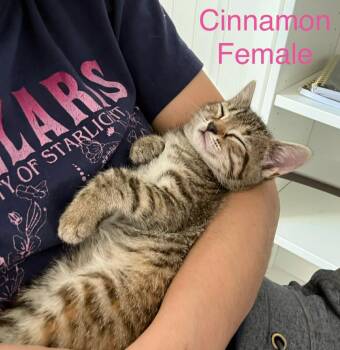 Domestic Medium Hair Cats Available for Adoption in Darien, Georgia - Cinnamon | PetCurious