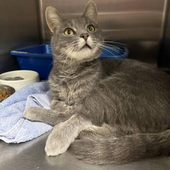 Domestic Short Hair Cats Available for Adoption in La Grange Park, Illinois - Bongo | PetCurious