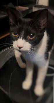 Victoria -  Domestic Short Hair Cat for Adoption in Bayonne, New Jersey - Victoria | PetCurious