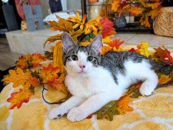 Hank -  Domestic Short Hair Cat for Adoption in Lacon, Illinois - Hank | PetCurious