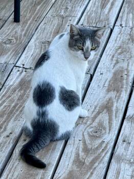 Rescue Tabby Cats for Adoption in Snyder, Texas - Holly | PetCurious