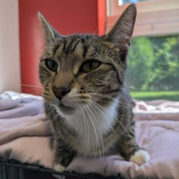 Rescue Domestic Short Hair Cats for Adoption in North Haven, Connecticut - Koala | PetCurious