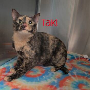 Taki -  Domestic Short Hair Cat for Adoption in Parkersburg, West Virginia - Taki | PetCurious