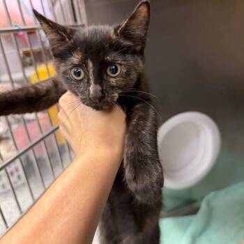 0917-C26 -  Domestic Short Hair Cat for Adoption in Port Charlotte, Florida - 0917-C26 | PetCurious