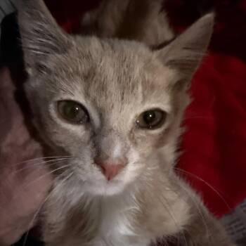 Stetson -  Domestic Short Hair Cat for Adoption in Waldorf, Maryland - Stetson | PetCurious