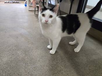 Rescue Domestic Short Hair Cats for Adoption in Mckinleyville, California - THOMAS | PetCurious