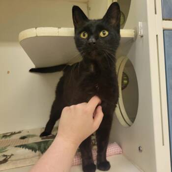 Terra -  Domestic Short Hair Cat Available for Adoption in Columbia, Missouri - Terra | PetCurious