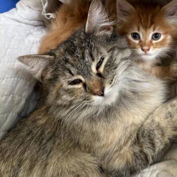 Domestic Medium Hair Cats Available for Adoption in Lenexa, Kansas - Gabriella | PetCurious