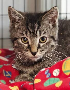 Olivia -  Domestic Short Hair Cat for Adoption in Lovingston, Virginia - Olivia | PetCurious