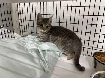 Rescue Domestic Short Hair Cats for Adoption in Trenton, New Jersey - Cumberland Kitten 3 | PetCurious