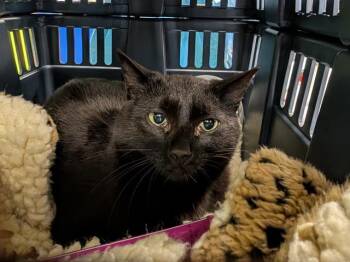 Domestic Short Hair Cats Available for Adoption in Kent, Washington - BARN CAT SUGAR | PetCurious
