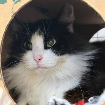 Domestic Long Hair Cats Available for Adoption in Salt Lake City, Utah - Patty Cakes | PetCurious