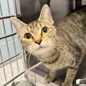 "Charlotte" -  Domestic Short Hair Cat for Adoption in Salt Lake City, Utah - "Charlotte" | PetCurious