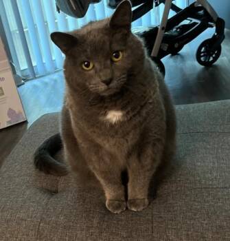 SMOKEY -  Domestic Short Hair Cat for Adoption in Leesburg, Virginia - SMOKEY | PetCurious