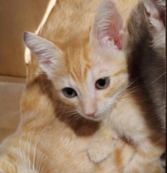 Taffy -  Domestic Short Hair Cat for Adoption in North Richland Hills, Texas - Taffy | PetCurious