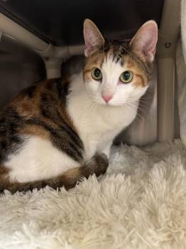 Beyonce 7974 -  Domestic Short Hair Cat for Adoption in Locust Grove, Virginia - Beyonce 7974 | PetCurious