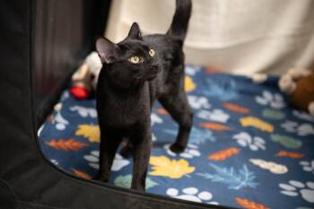 Rescue Domestic Short Hair Cats for Adoption in Pueblo, Colorado - Snuffy | PetCurious