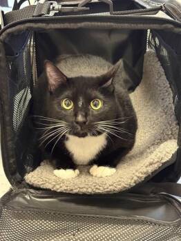 FIGARO -  Domestic Short Hair Cat for Adoption in Forney, Texas - FIGARO | PetCurious