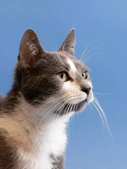 Mockingbird -  Domestic Short Hair Cat for Adoption in Clarksville, Tennessee - Mockingbird | PetCurious