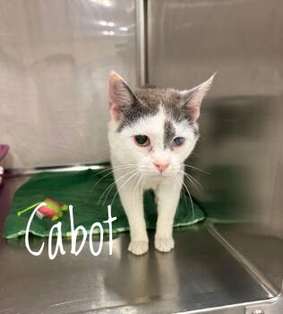 Cabot -  Domestic Short Hair Cat for Adoption in Cortland, New York - Cabot | PetCurious