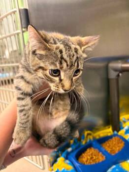 Rose -  Tabby Cat for Adoption in La Porte, Indiana - Rose | PetCurious