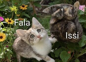 Domestic Short Hair Cats Available for Adoption in Elyria, Ohio - Issi And Fala | PetCurious
