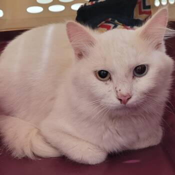 Domestic Medium Hair Cats Available for Adoption in Coos Bay, Oregon - Coconut | PetCurious