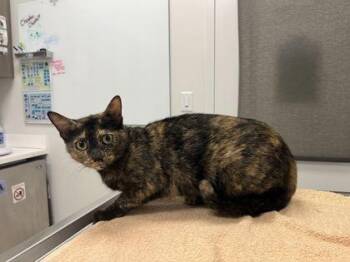 Minnie -  Domestic Short Hair Cat for Adoption in Kansas City, Missouri - Minnie | PetCurious