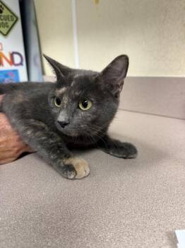 Domestic Short Hair Cats Available for Adoption - Patches | PetCurious