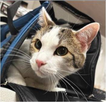 Duke -  Domestic Short Hair Cat Available for Adoption in Greenfield, Indiana - Duke | PetCurious