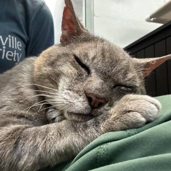 Bobo -  Domestic Short Hair Cat for Adoption in Asheville, North Carolina - Bobo | PetCurious