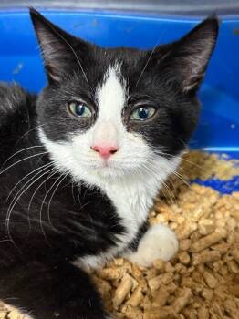 Rescue Domestic Short Hair Cats for Adoption in Danielsville, Georgia - Midnight | PetCurious