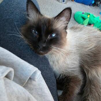 Siamese and Domestic Long Hair Cats Available for Adoption - Catty Wampus C9817 | PetCurious