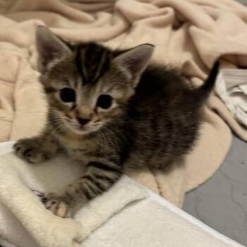 Clover -  Domestic Short Hair Cat Available for Adoption in Greensboro, Georgia - Clover | PetCurious