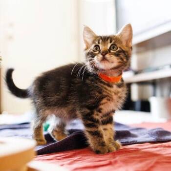 Domestic Medium Hair Cats Available for Adoption in Pasadena, California - Tiger | PetCurious