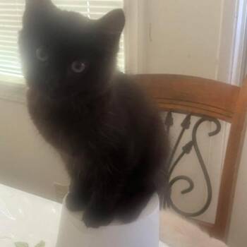 Nox -  Domestic Short Hair Cat for Adoption in Buellton, California - Nox | PetCurious