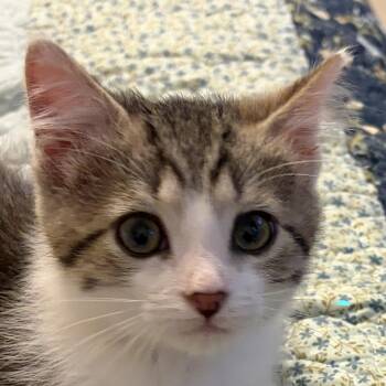 Bubba -  Domestic Short Hair Cat for Adoption in Houghton Lake, Michigan - Bubba | PetCurious