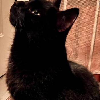 Mica -  Domestic Medium Hair Cat for Adoption in Temecula, California - Mica | PetCurious