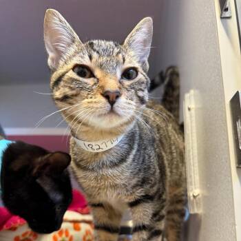 Nami -  Domestic Short Hair Cat for Adoption in Washougal, Washington - Nami | PetCurious