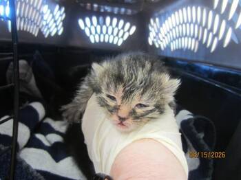 CATHY -  Domestic Short Hair Cat Available for Adoption in Ocala, Florida - CATHY | PetCurious