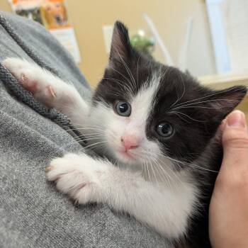 BMO -  Domestic Short Hair Cat for Adoption in Toledo, Ohio - BMO | PetCurious