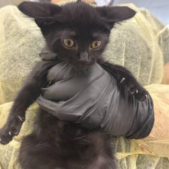 Hazel Marie -  Domestic Short Hair Cat for Adoption in West Palm Beach, Florida - Hazel Marie | PetCurious