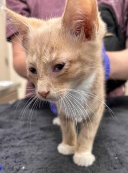 Tracks -  Domestic Short Hair Cat for Adoption in Fishers, Indiana - Tracks | PetCurious
